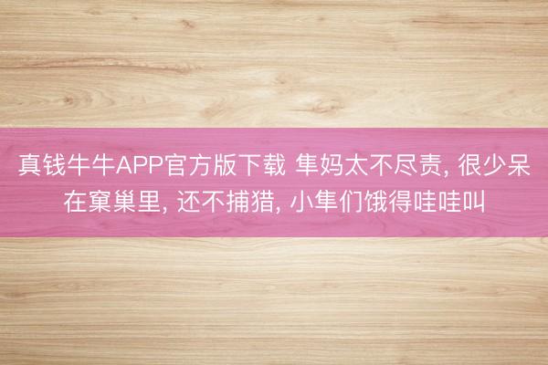 真钱牛牛APP官方版下载 隼妈太不尽责， 很少呆在窠巢里， 还不捕猎， 小隼们饿得哇哇叫
