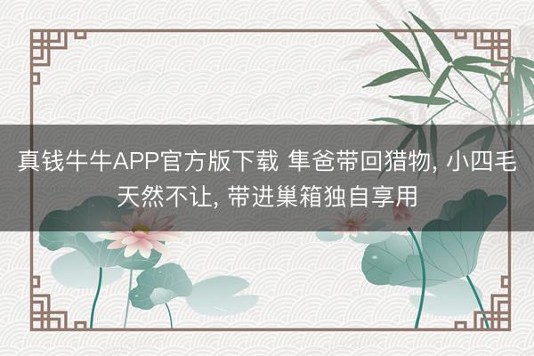 真钱牛牛APP官方版下载 隼爸带回猎物， 小四毛天然不让， 带进巢箱独自享用